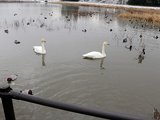 餌を求めるハクチョウ。この日は７羽来ていた