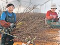 一足早く「春」出荷　富山・山田地域特産の啓翁桜