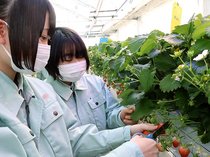 ＩＣＴ活用して栽培したイチゴ収穫　中央農業高校