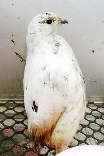 ライチョウまた１羽死ぬ　富山市ファミリーパーク、４月以降３羽目