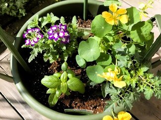 ②プランター栽培もおしゃれに☆春の植え付け【富山でつくる!ポタジェガーデン】