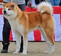 秋田犬「すべてが魅力的」　秋田犬保存会富山県支部が２７日、初の展覧会