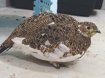 ニホンライチョウ受精卵５個を長野移送へ　ファミリーパーク、野生復帰を目指す