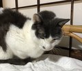 ⑪私たちを見守ってくれた猫【娘といふ神－男５０歳の子育て歌日記】　高島 裕