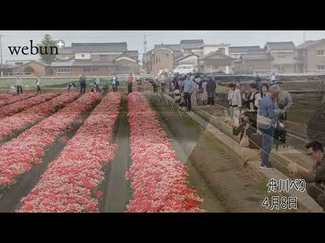 とやまの桜２０２５<br />朝日・舟川べり／四重奏待ち遠しい