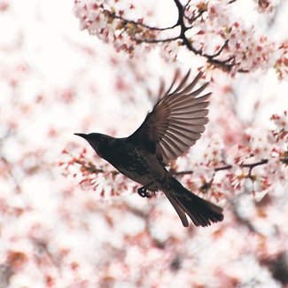 お笑いぱっちり倶楽部が勝利　本紙連載「映える写真バトル」第１５０回記念参戦、浜田さんに“最多いいね”