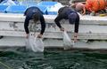イカナゴ回復へ飼育放流、兵庫