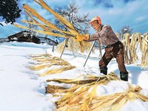 強く優美な和紙に　南砺でコウゾ雪さらし