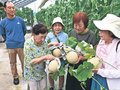 里山でメロン狩り満喫　氷見・速川地区で交流人口拡大ツアー