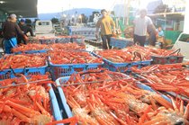 ベニズワイガニ漁獲量、実は魚津が県内最多　理由・歴史を深掘り