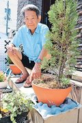 紙製廃材で植物も涼しく　高岡の歯科医、医療器具緩衝材の保水性に着目