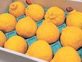 ＜旬を召し上がれ＞デコポン<br />春先にさっぱり味わう