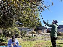 住民に代わりカキの実収穫　滑川で就労支援事業所利用者、クマの被害防止へ