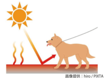 気付かず「虐待」も どうする犬の暑さ対策