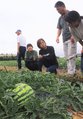 ジャンボ西瓜の生育状況を確かめる森下組合長（中央）ら生産関係者＝入善町入膳