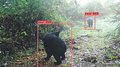 ＡＩカメラがクマ２頭撮影　砺波青少年自然の家