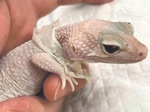 獣医のカルテ１０７<br />脱皮不全防ぐには／よつや動物病院（高岡市四屋）瀧田陸