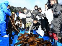 女良ワカメおいしそう　氷見・親子らが刈り取り体験