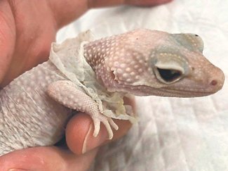 獣医のカルテ１０７<br />脱皮不全防ぐには／よつや動物病院（高岡市四屋）瀧田陸