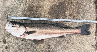 釣果はいけん<br />スズキ体長９０センチ　内山知一さん（４９）富山市長附