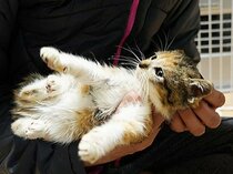 地震!ネコとイヌのためにできることは 食べ慣れたフードと水は備蓄必至