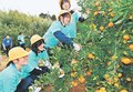 特産ミカン、おいしいよ　氷見・灘浦小児童が収穫・味わう