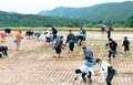 「日本の棚田百選」氷見・長坂で田植えと景色満喫　県内外オーナーら１５６人参加