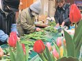 Ｘマス・正月に彩り　砺波でチューリップ切り花出荷