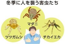 ＜ダニ博士の徒然草＞３２　五箇公一<br />冬でも寝ない害虫たち