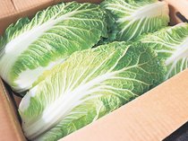 ＜旬を召し上がれ＞白菜<br />シャキシャキ食感
