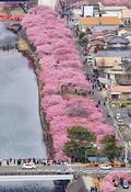 早咲き河津桜が見頃、にぎわう