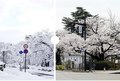 スライド写真で実感！富山の春