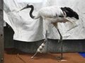 タンチョウがいる「日常」、義足の鳥も展示　生息数回復で事故増加、保護活動通し共生問う