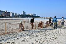 白良浜、砂ネットで冬支度