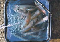 釣果はいけん<br />シロギス体長１８～２３センチ　大坪顕さん（６０）高岡市野村