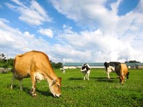 コノコト読者イチオシ！富山の外遊びスポットまとめ ②県東部郊外編