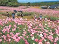 ゲレンデ一面に彩り　砺波・夢の平スキー場、コスモスウオッチング