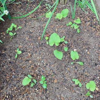 ㉛白菜、小かぶ、春菊…秋野菜づくりスタート！【富山でつくる！ポタジェガーデン】