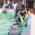 サメの水槽 ブラシでゴシゴシ　魚津水族館