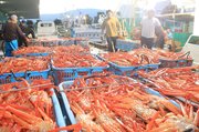 水揚げされ、朱色に輝くベニズワイガニ＝２４日午前５時４５分ごろ、魚津港