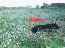 ＡＩクマ監視 全国注目　北電など開発、被害防止に効果