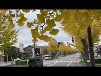 ＜とやまの紅葉２０２４＞富山・平和通り<br />あきいろの通学路