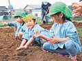 ジャガイモ大きく育て　「氷見ベジ」が園児と無農薬畑作る