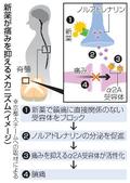 依存性ない新たな鎮痛薬