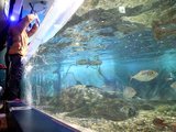 懸命に波を起こす子ども＝魚津水族館