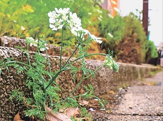 よろずご指南 生き方アドバイス<br />異動先の上司の口調がきつい