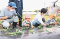 サツマイモ、大きく育って　南砺で入所者と園児が苗植え