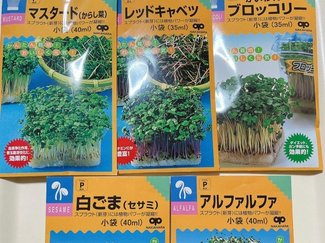 (20)お手軽!冬のキッチン栽培!子どもと一緒にトライ♪【富山でつくる!ポタジェガーデン】