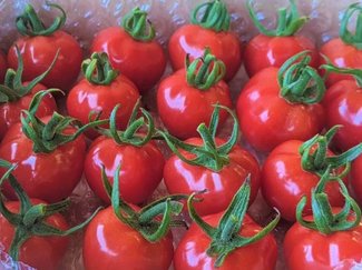 トマト嫌いが作る甘いミニトマト　若手農家３人組、ファン増へＳＮＳで発信