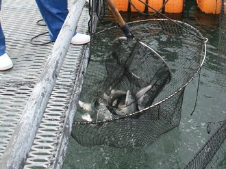  いみずサクラマス身質やサイズ良好　堀岡養殖漁協組合、今季初水揚げ